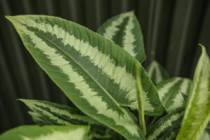 Schismatoglottis wallichii