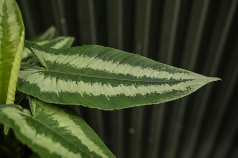 Schismatoglottis wallichii