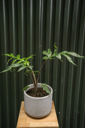 Alocasia brancifolia ‘Pink Passion’