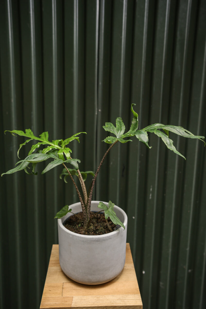 Alocasia brancifolia ‘Pink Passion’