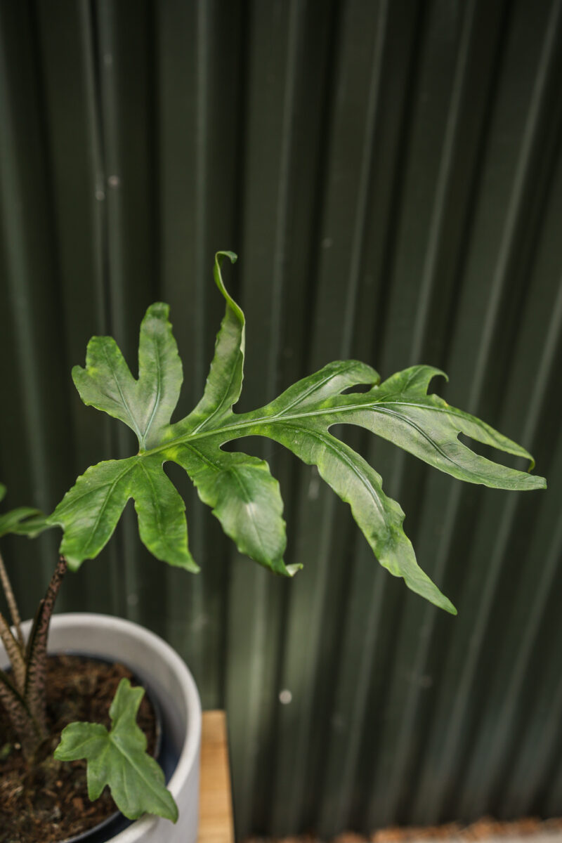 Alocasia brancifolia ‘Pink Passion’