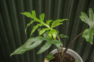 Alocasia brancifolia ‘Pink Passion’