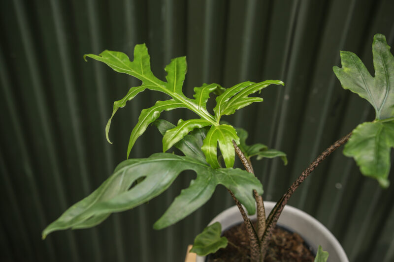 Alocasia brancifolia ‘Pink Passion’