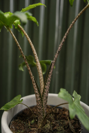 Alocasia brancifolia ‘Pink Passion’