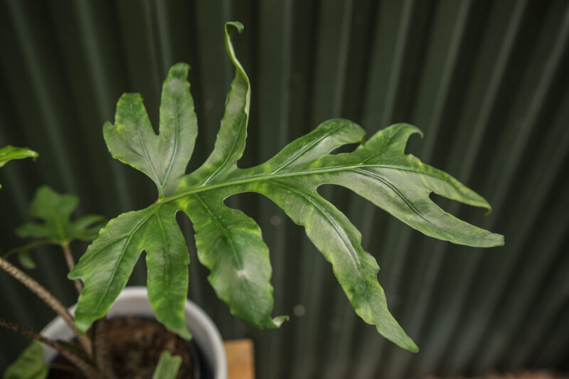 Alocasia brancifolia ‘Pink Passion’