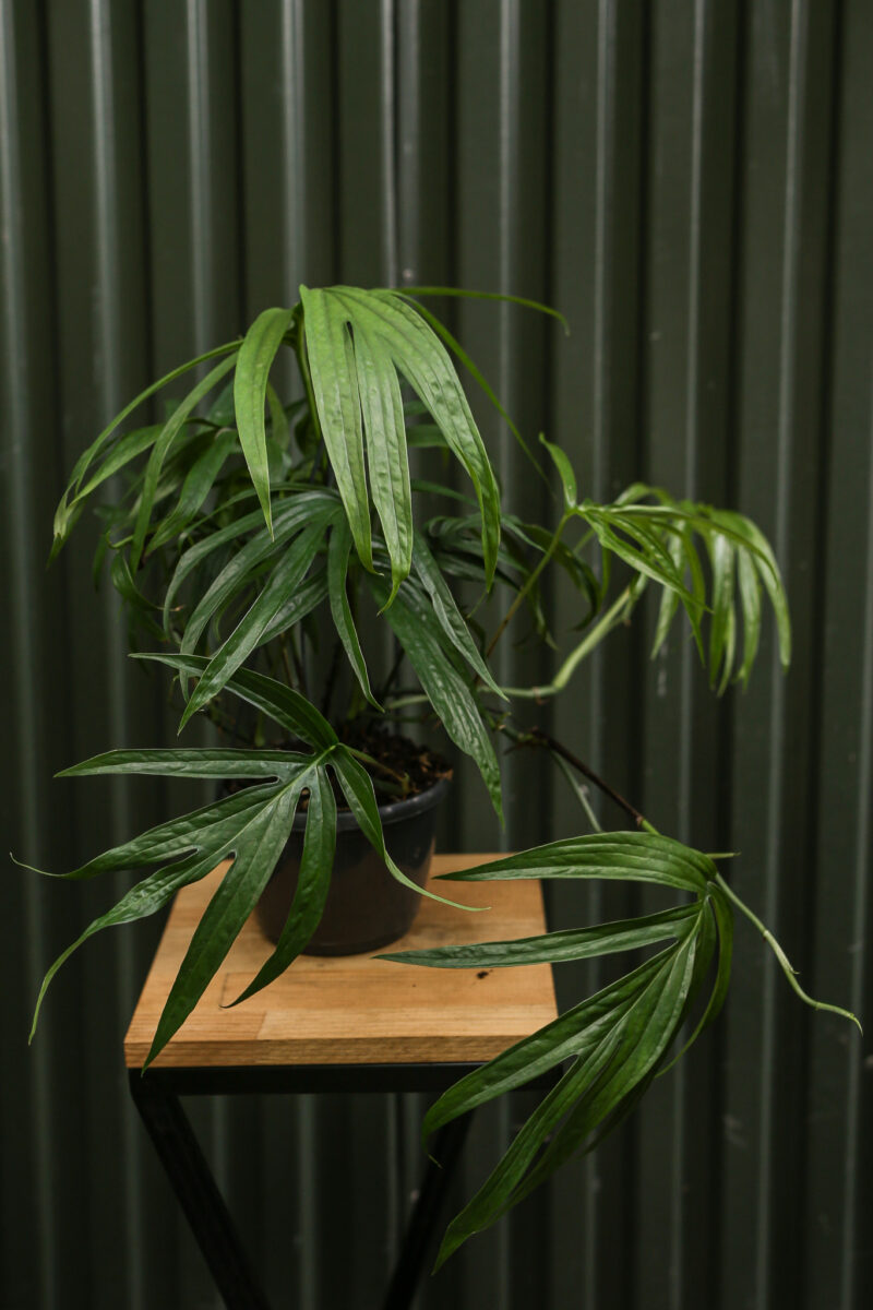 Amydrium zippelianum