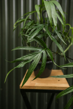 Amydrium zippelianum