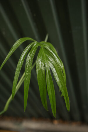 Amydrium zippelianum