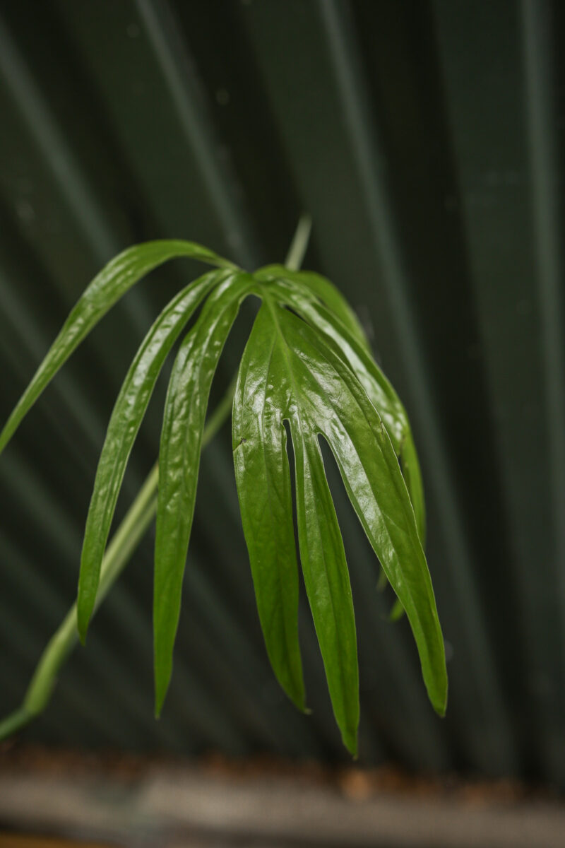 Amydrium zippelianum