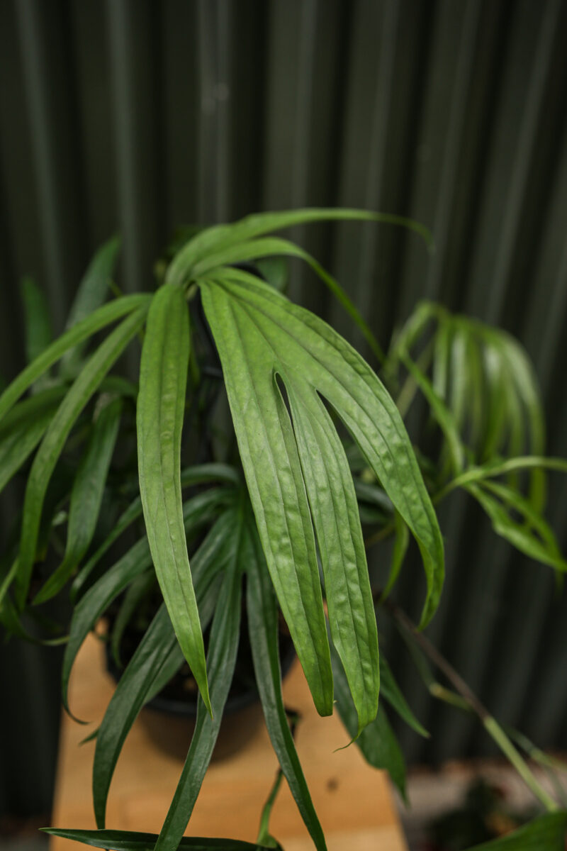 Amydrium zippelianum