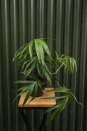 Amydrium zippelianum