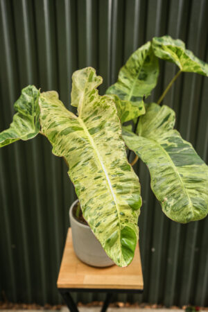 Philodendron Paraiso Verde