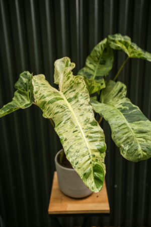 Philodendron Paraiso Verde