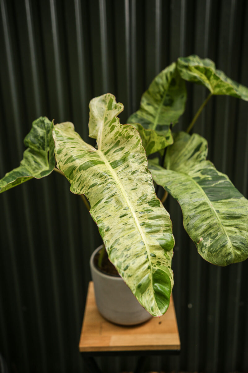 Philodendron Paraiso Verde