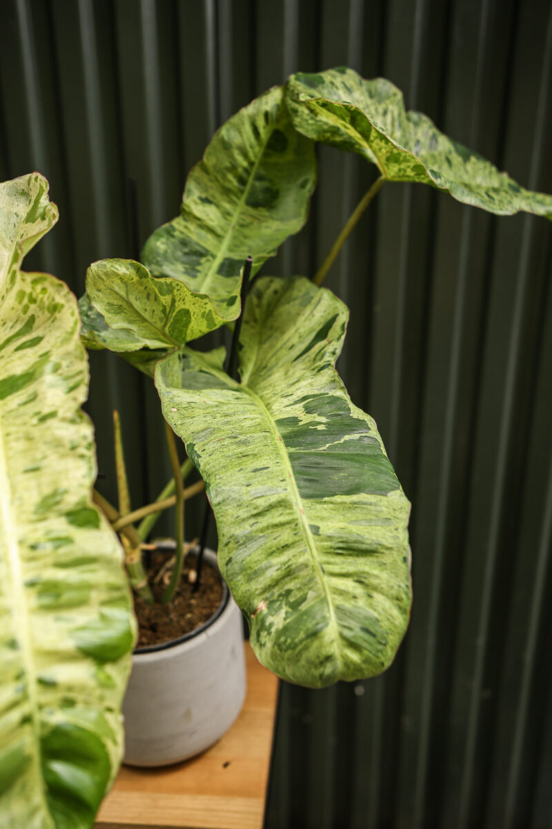 Philodendron Paraiso Verde