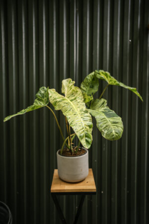 Philodendron Paraiso Verde