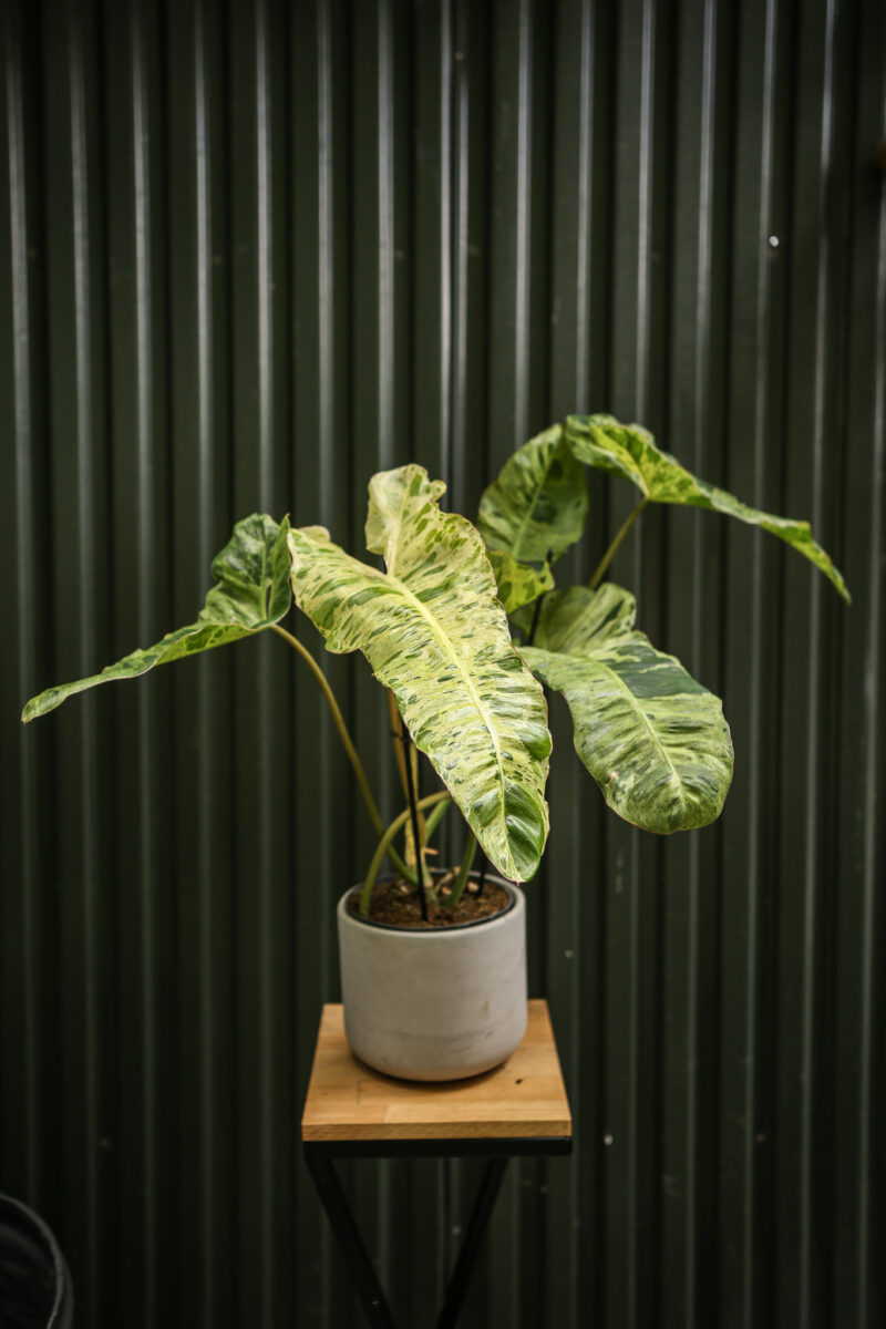 Philodendron Paraiso Verde