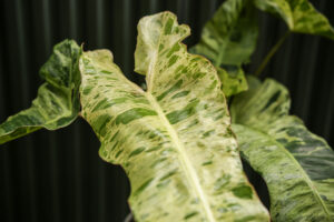 Philodendron Paraiso Verde