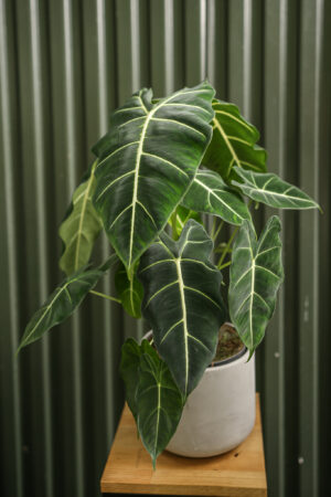 ALOCASIA MICHOLITZIANA MAXKOWSKII ‘FRYDEK’
