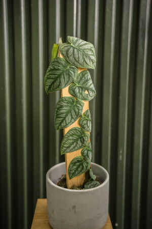 Monstera Dubia