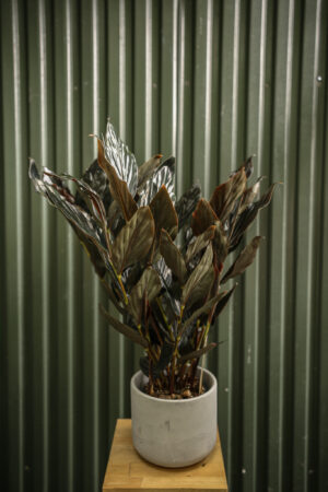 Zingiber malaysianum Chocolate