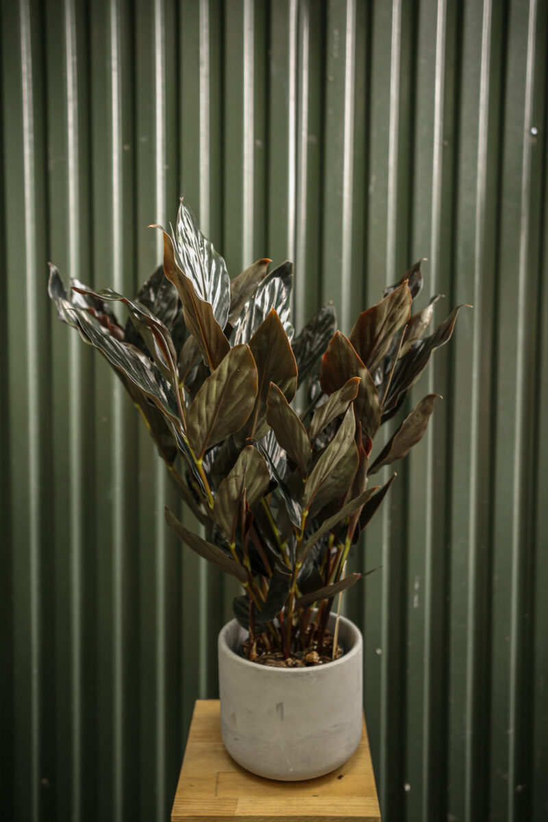 Zingiber malaysianum Chocolate