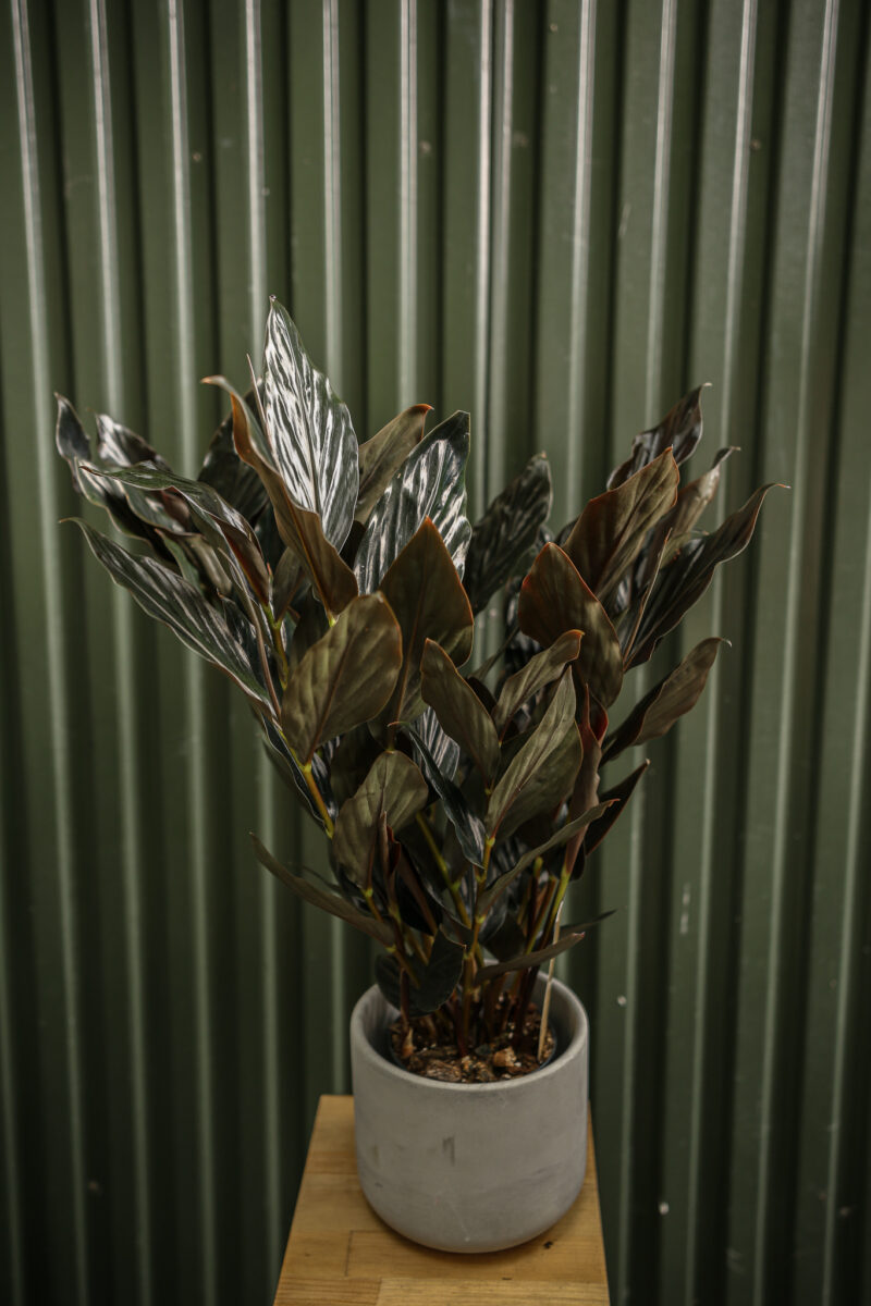 Zingiber malaysianum Chocolate