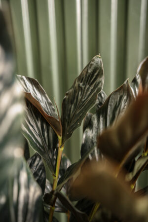 Zingiber malaysianum Chocolate