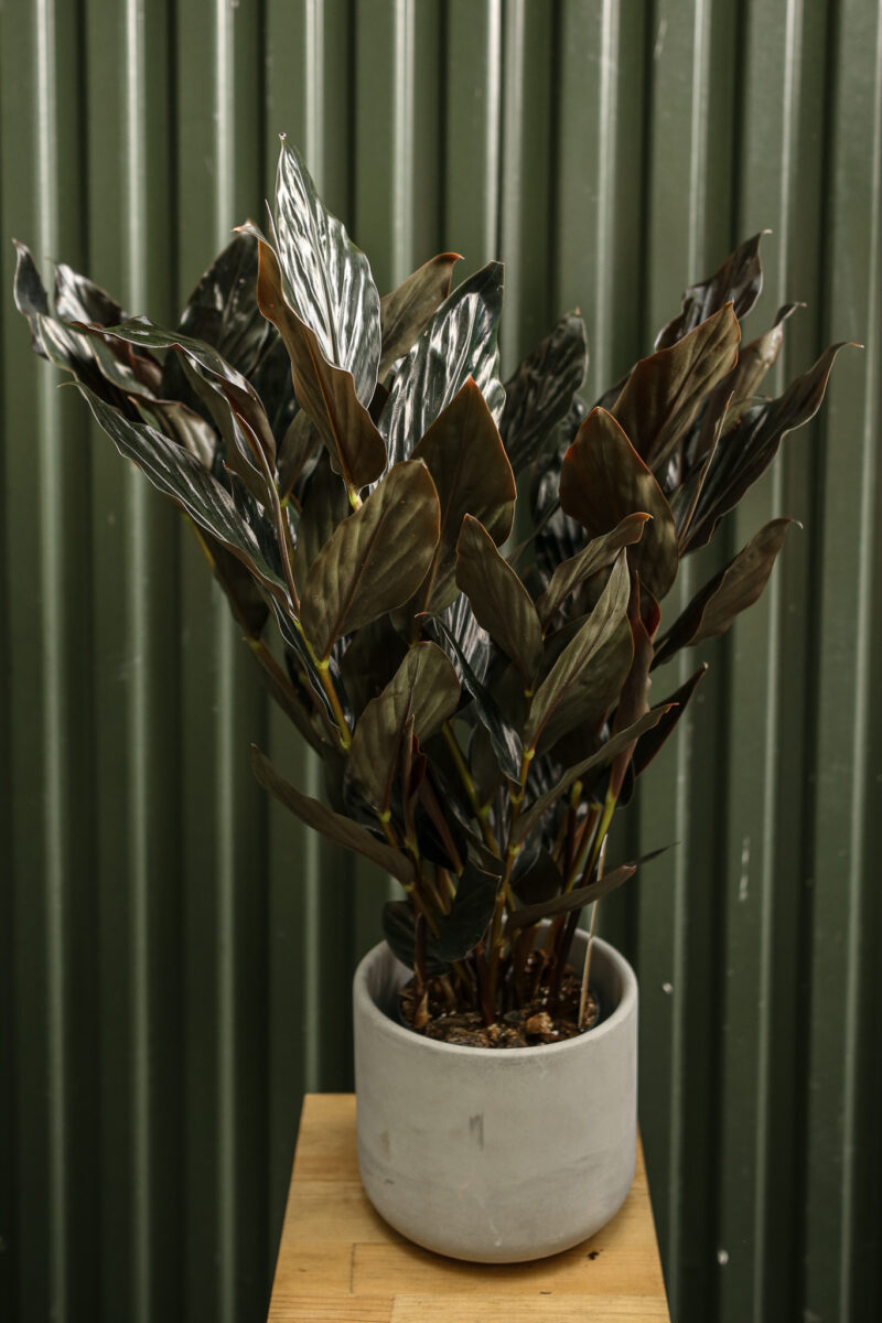 Zingiber malaysianum Chocolate