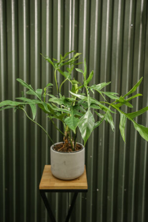 Philodendron “Glad Hands”