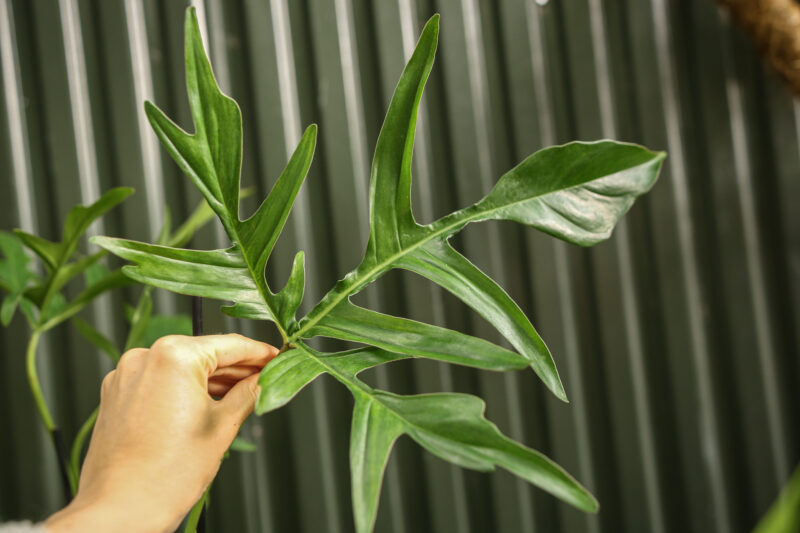 Philodendron “Glad Hands”