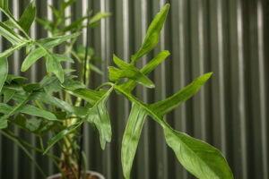 Philodendron “Glad Hands”