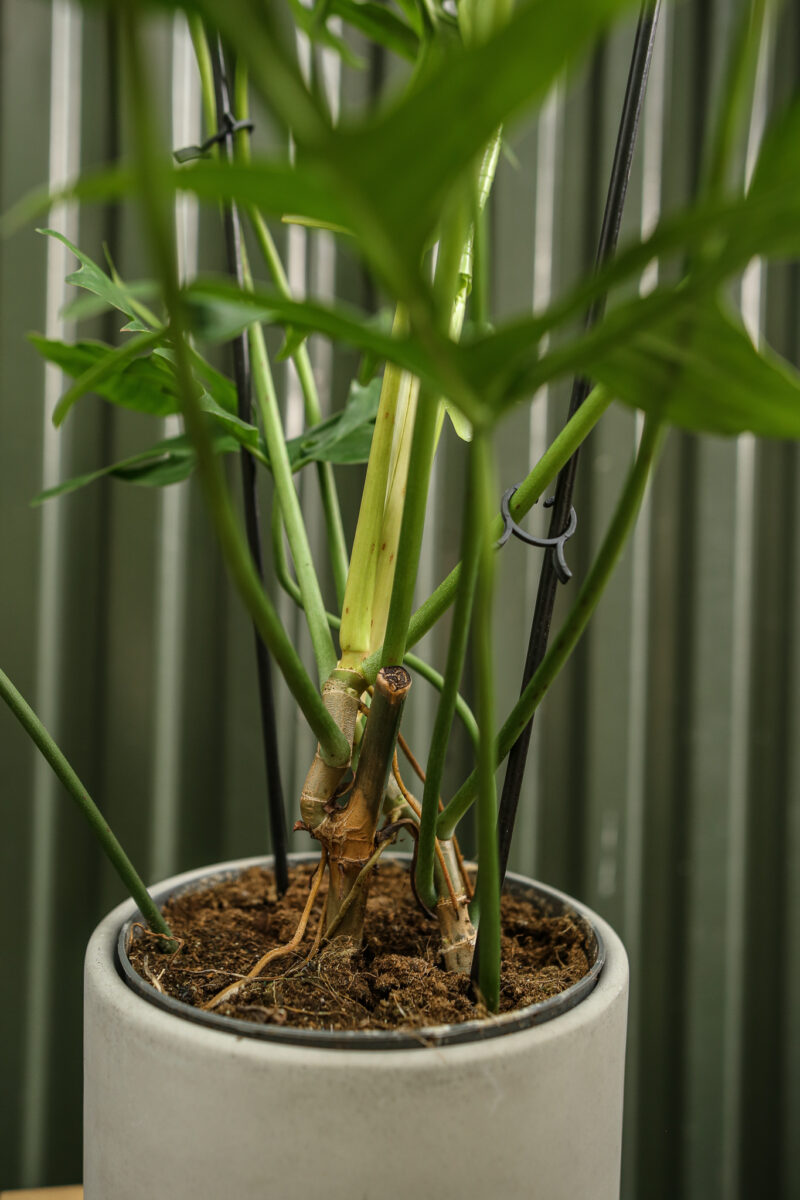 Philodendron “Glad Hands”