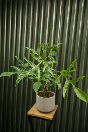 Philodendron “Glad Hands”