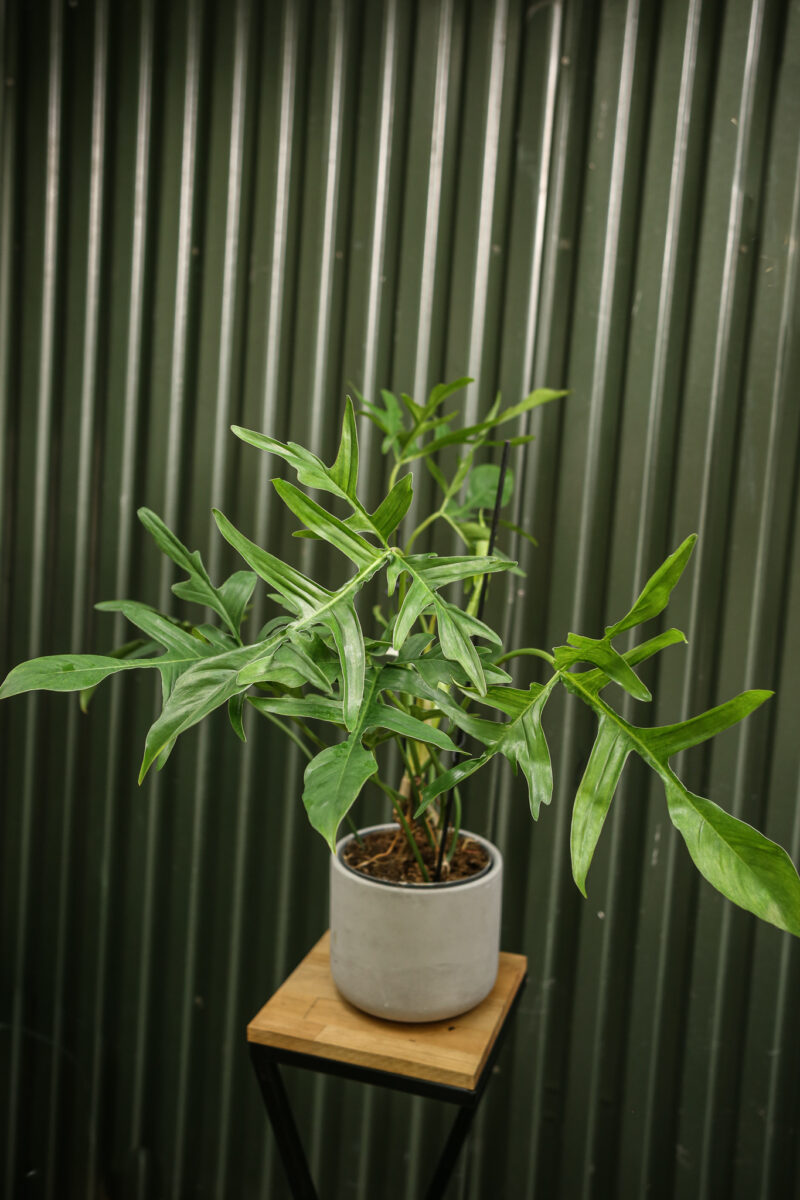 Philodendron “Glad Hands”