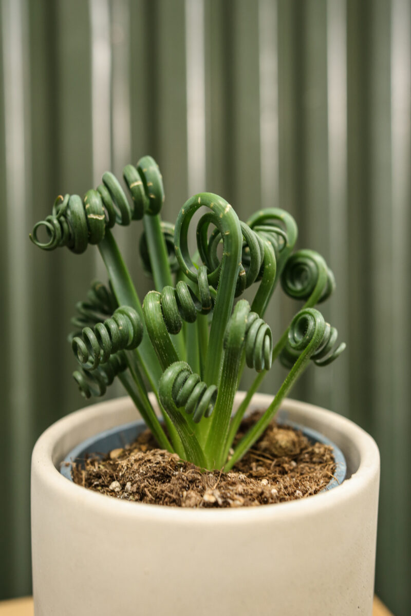 Albuca spiralis