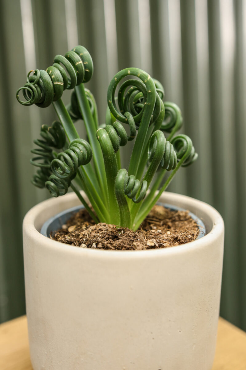 Albuca spiralis