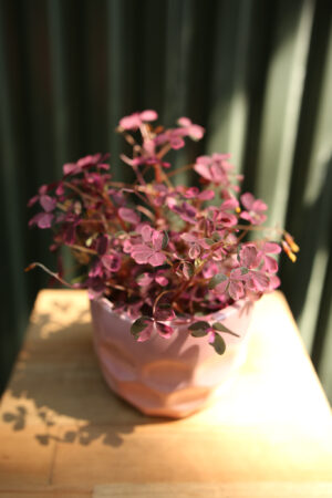 Oxalis Plum Crazy