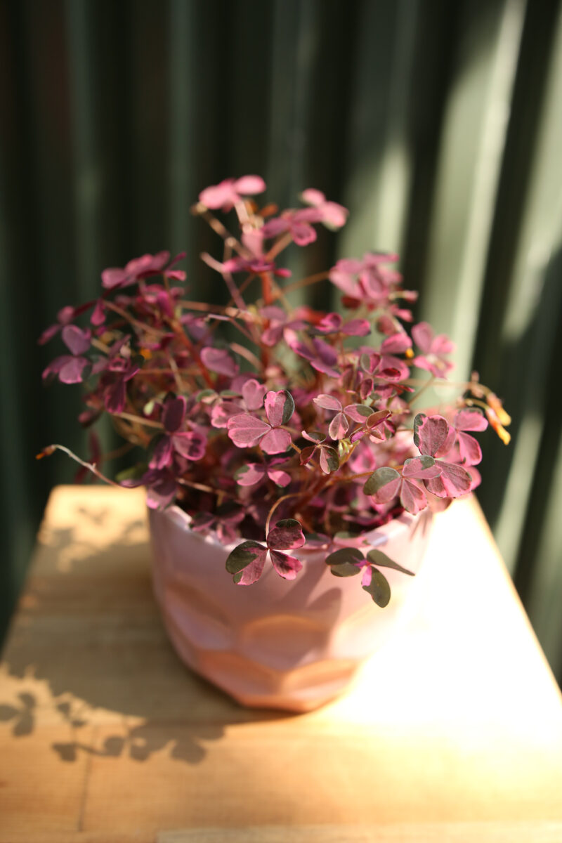 Oxalis Plum Crazy