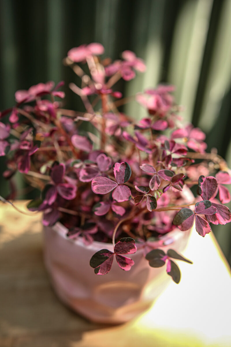 Oxalis Plum Crazy