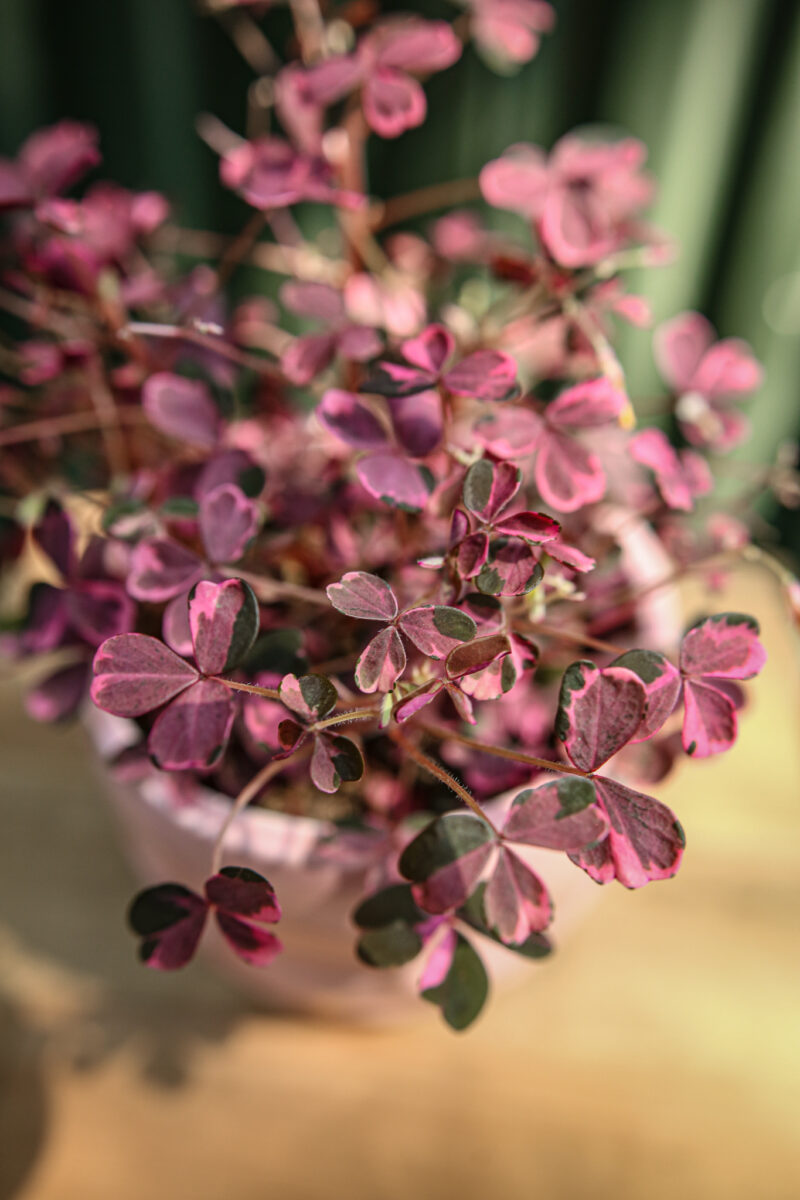 Oxalis Plum Crazy