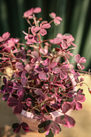 Oxalis Plum Crazy