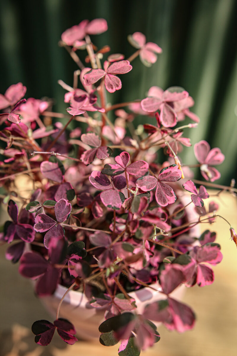 Oxalis Plum Crazy