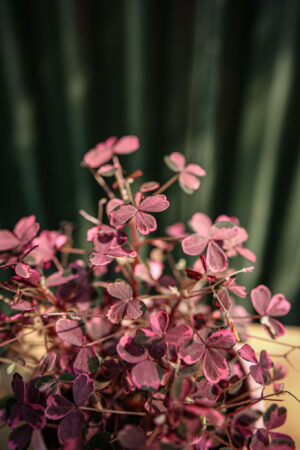 Oxalis Plum Crazy