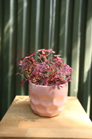 Oxalis Plum Crazy