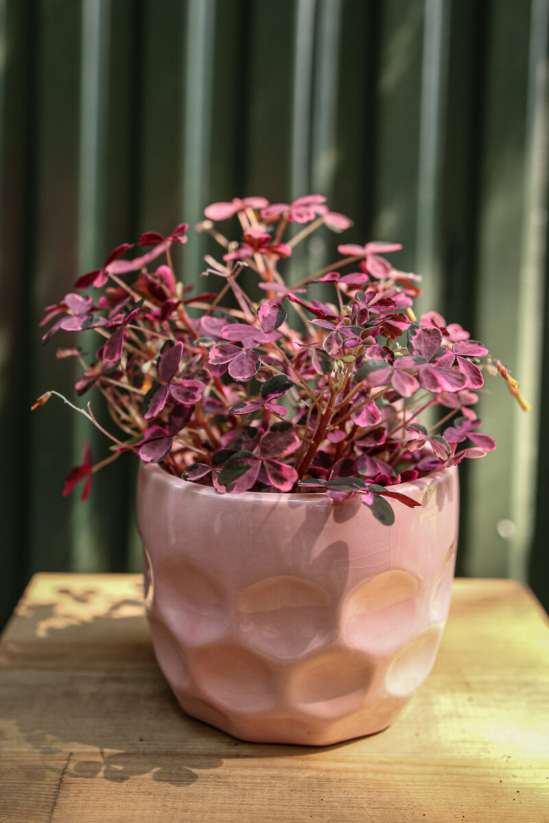 Oxalis Plum Crazy