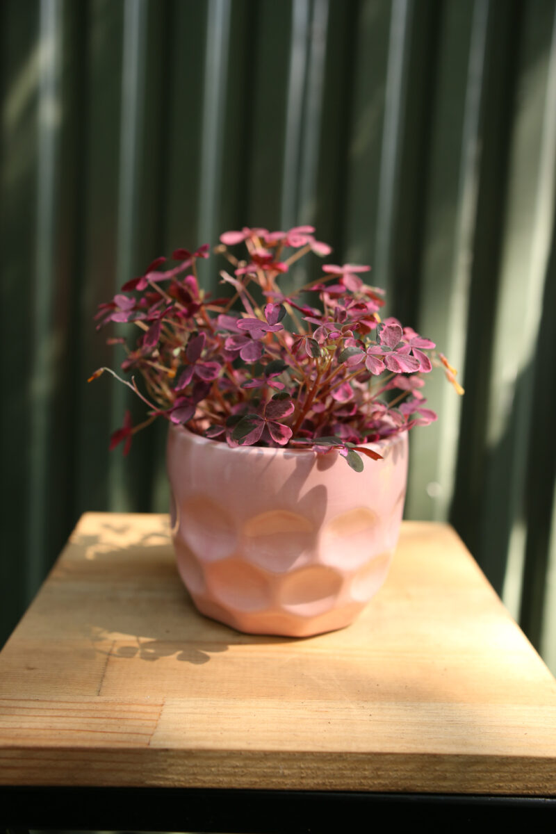Oxalis Plum Crazy
