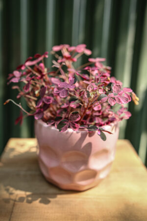 Oxalis Plum Crazy