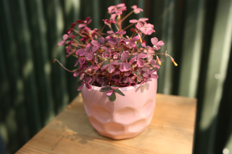 Oxalis Plum Crazy