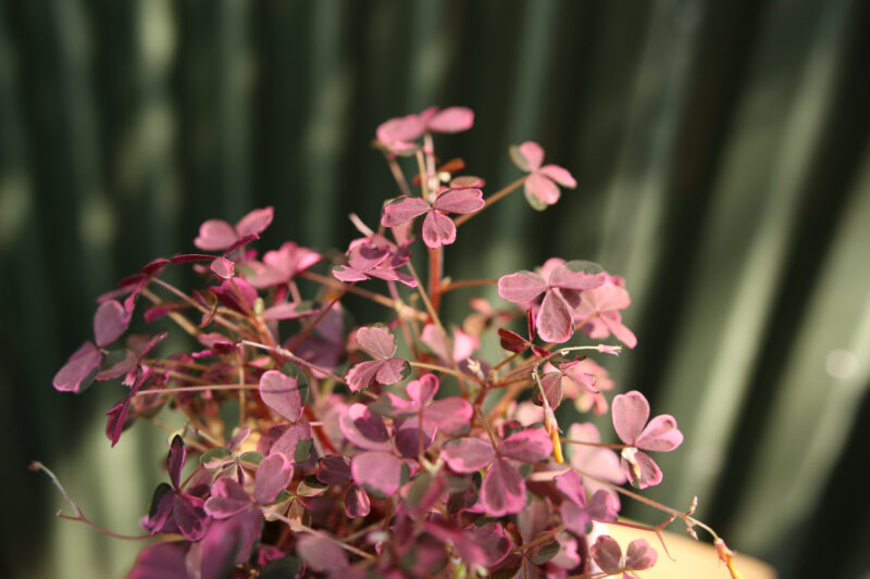 Oxalis Plum Crazy